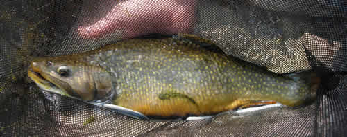Massive Wild Brook Trout From Private Waters of Eugene Macri Aquatic and Environmental Scientist