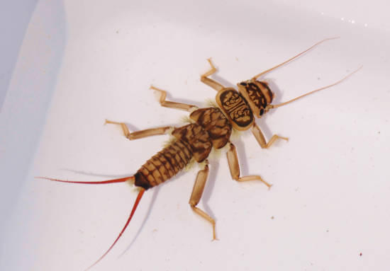 Stonefly