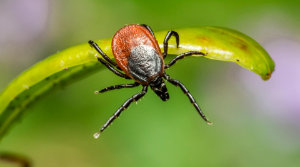 tick